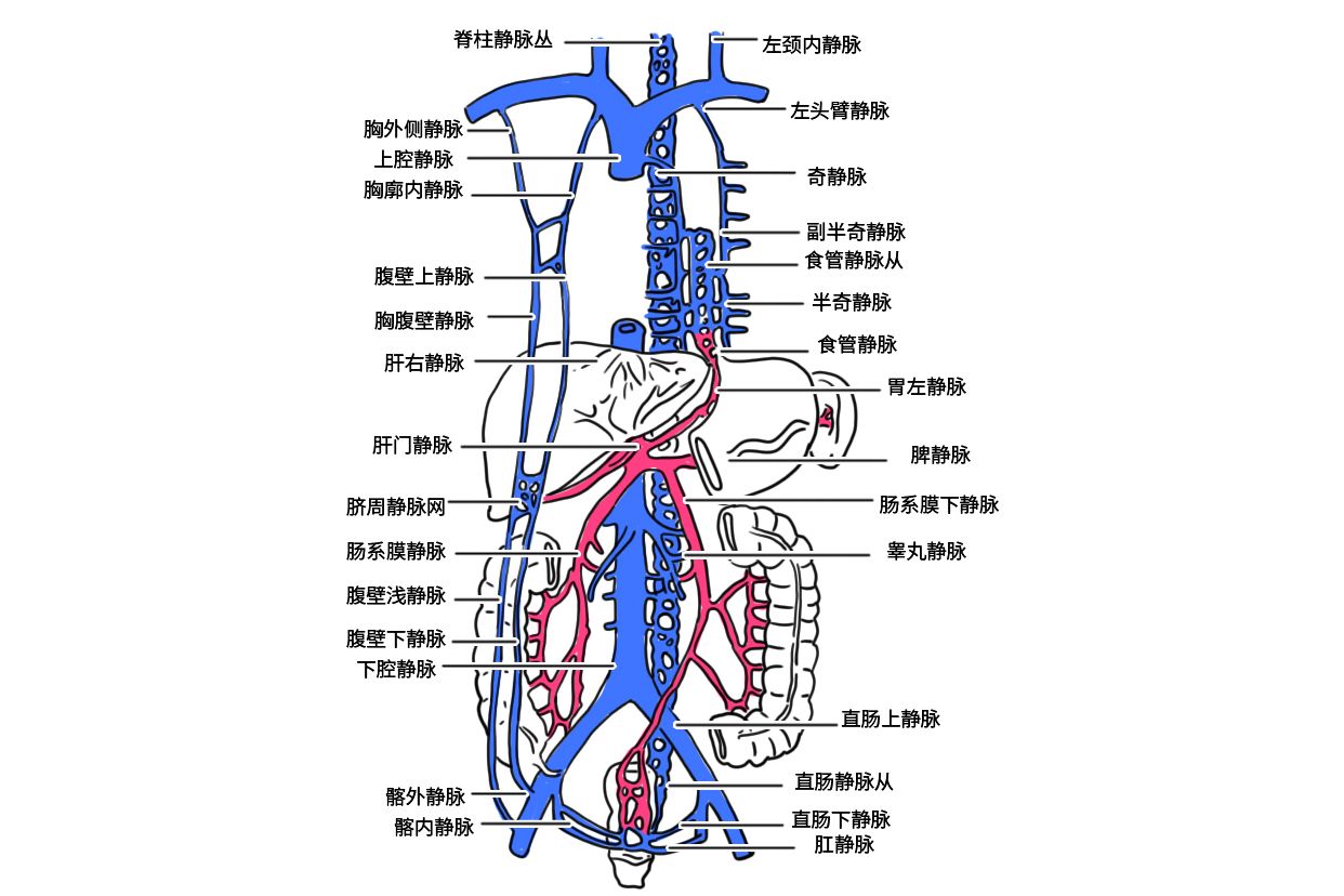 门静脉高压三个侧支循环图解（门脉高压四个侧支循环图片）