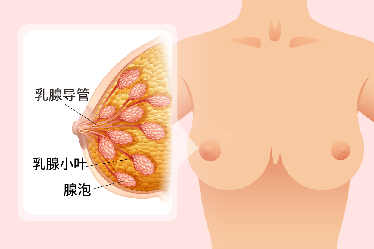 乳腺构造示意图（乳腺的构造图）
