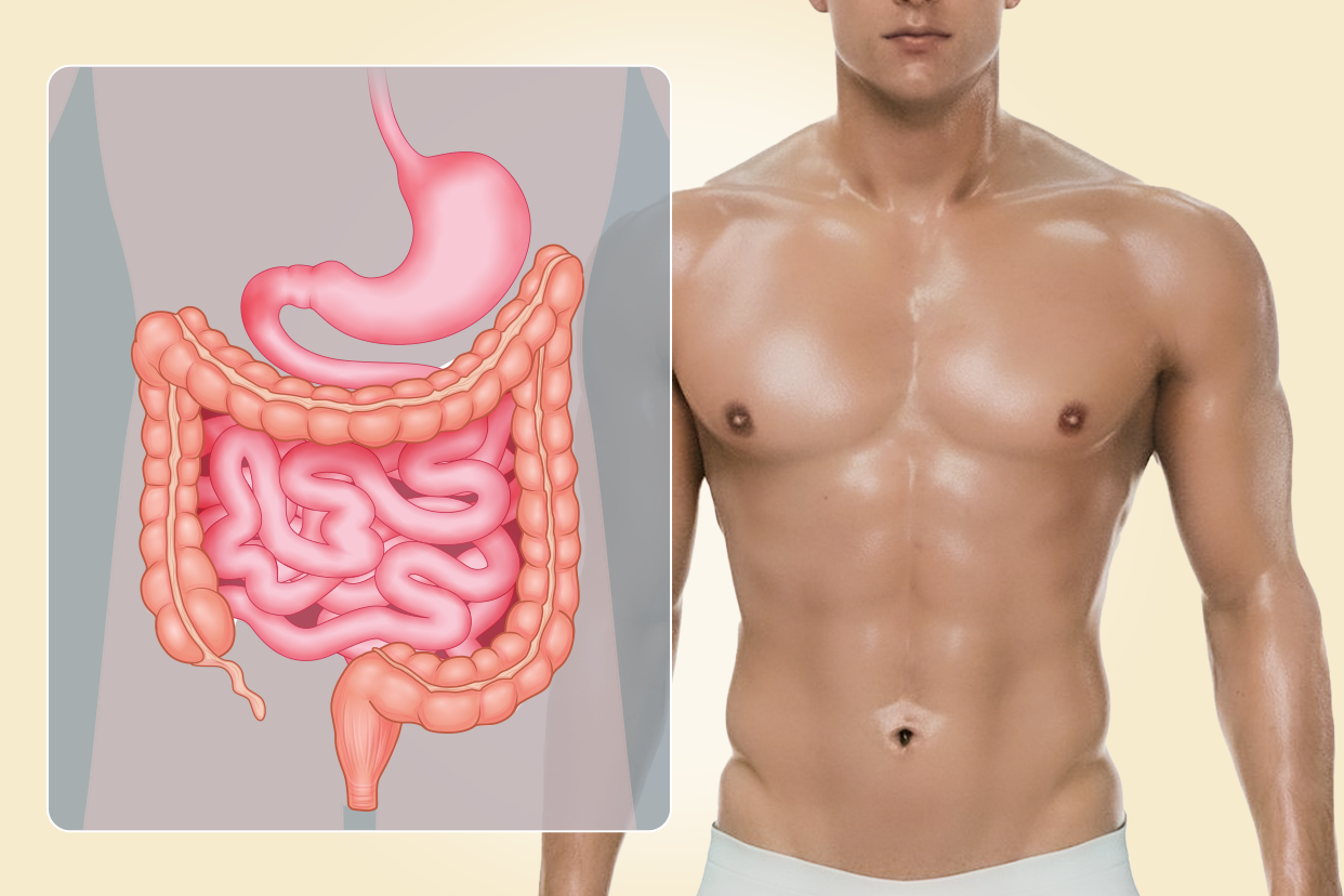 男性肠胃图 男性肠胃位置图