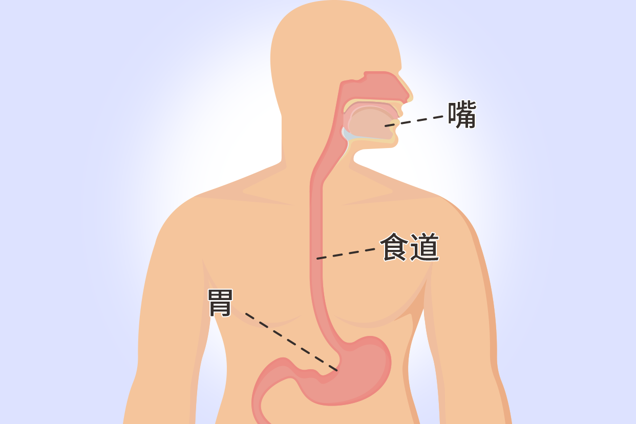 从嘴到胃的内部连接图 胃嘴的位置图