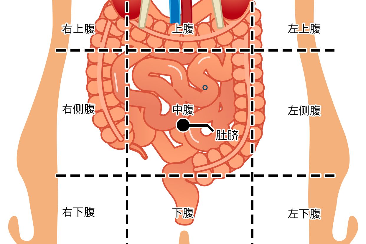 肚脐右下方是什么部位图（肚脐右下方是什么器官图）