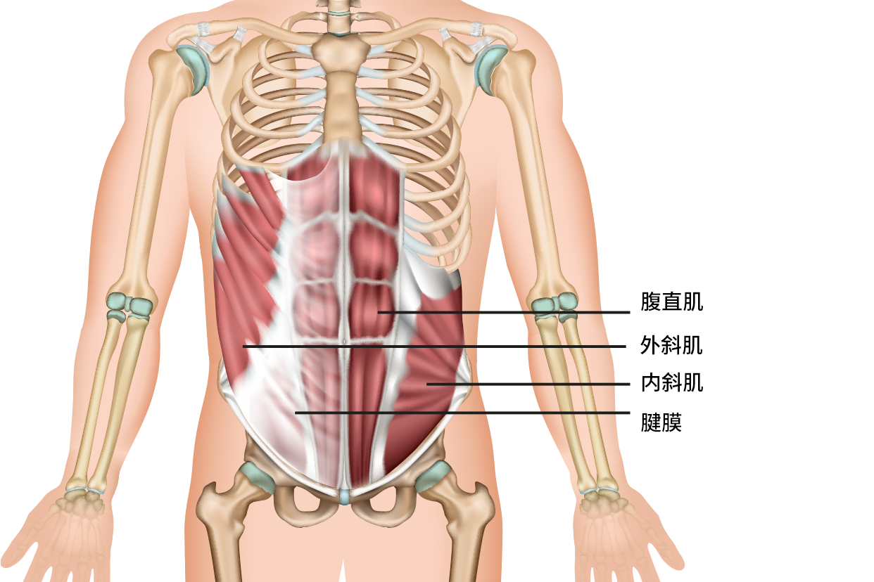 腹前外侧壁是什么位置 腹壁前外侧位置图片