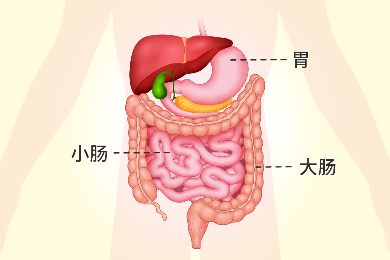 胃跟小肠跟大肠连接图（胃跟小肠跟大肠连接图解）