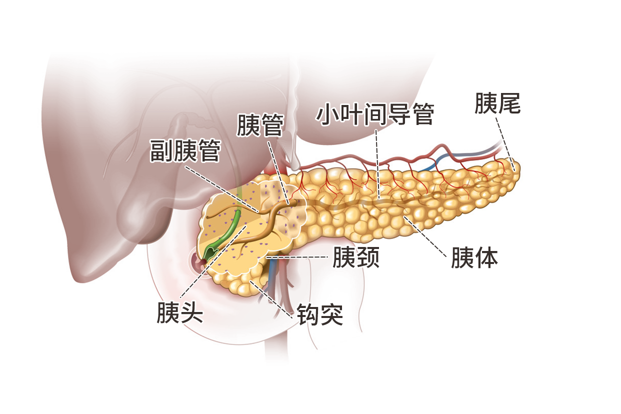 胰腺结构示意图（胰腺结构示意图手绘）