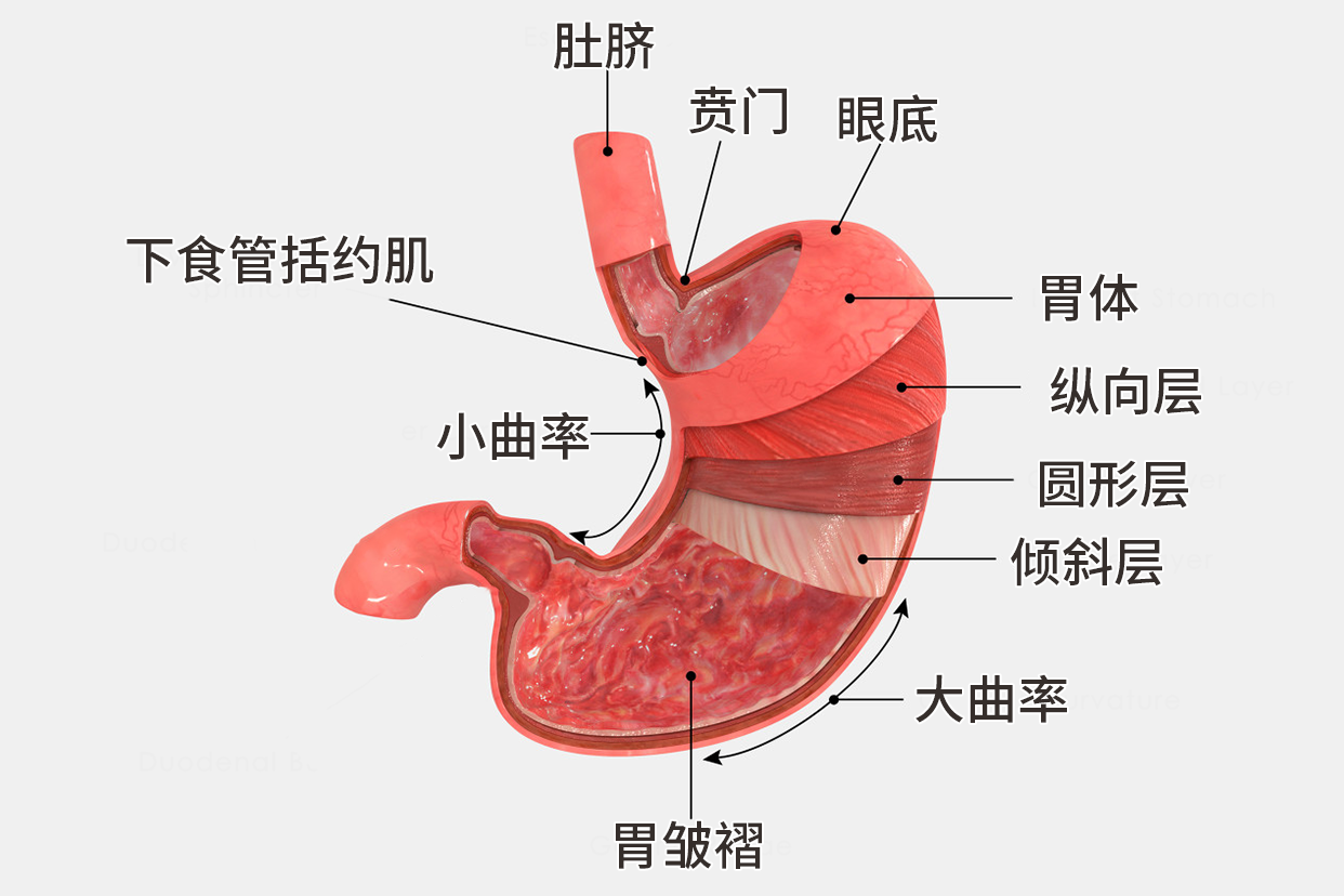 胃的内部结构图