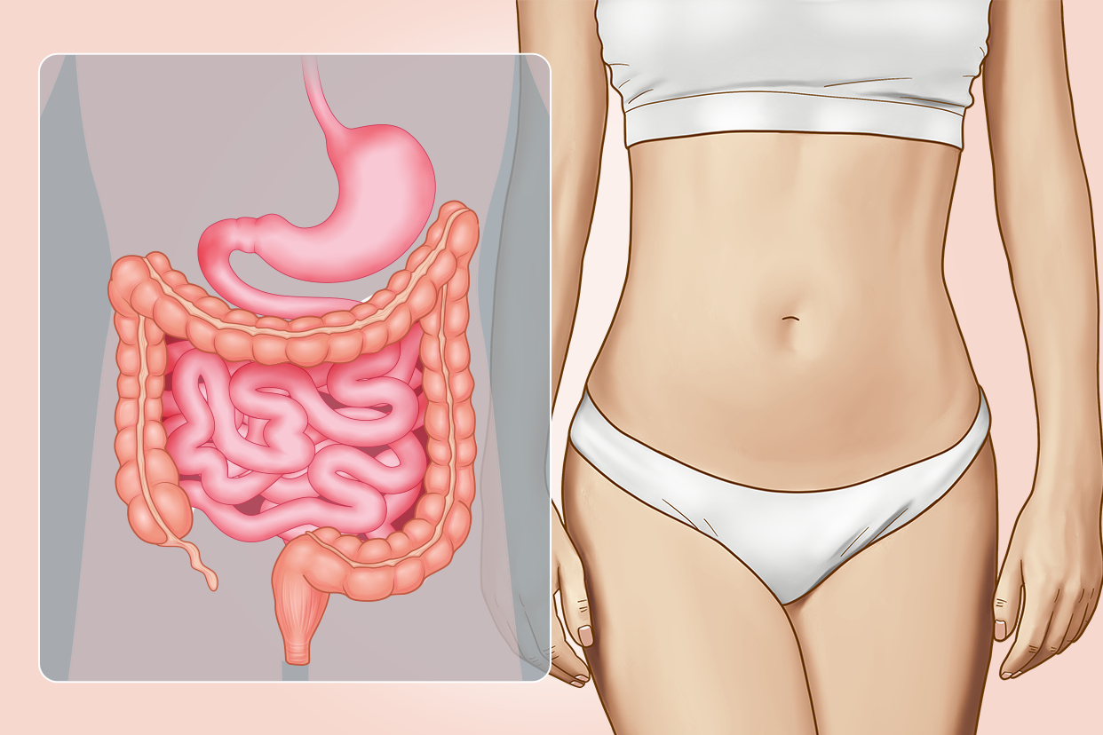 女性肠胃图片
