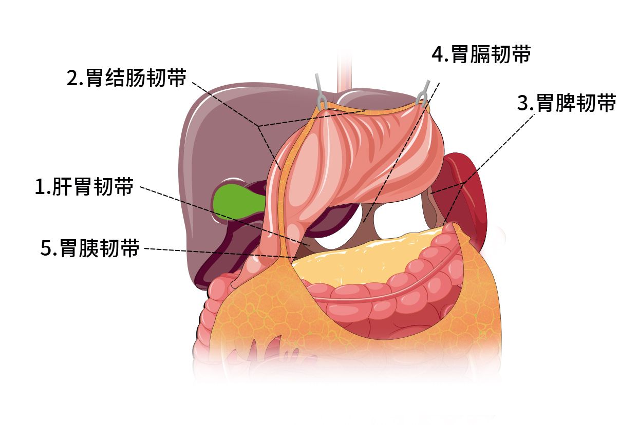 胃的五个韧带解剖图
