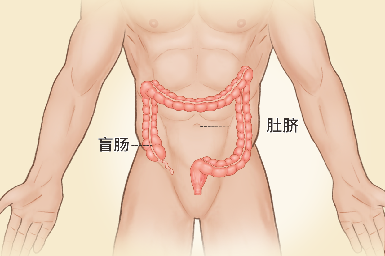 盲肠与肚脐相对位置图