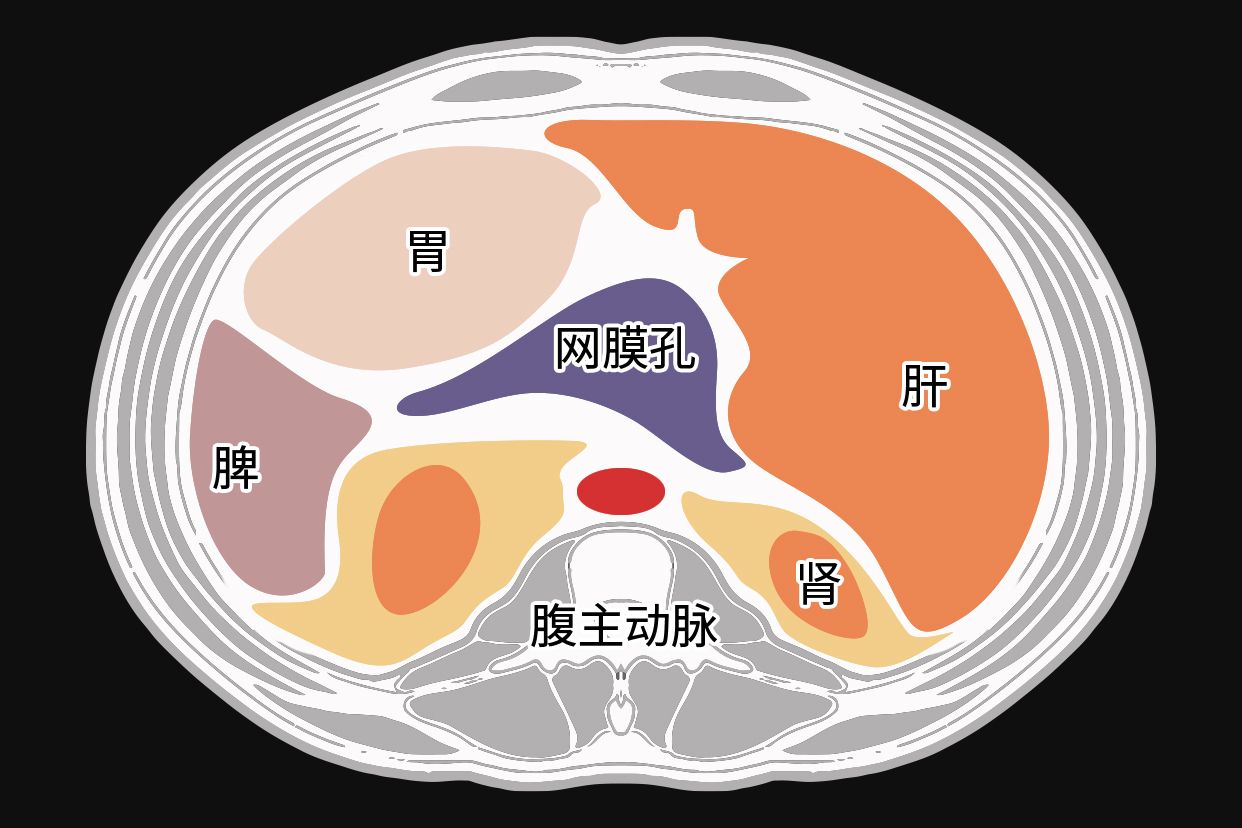 腹膜和腹膜腔的区别图表