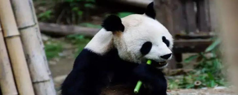 大熊猫有趣的地方在哪里（大熊猫有趣在哪里?）