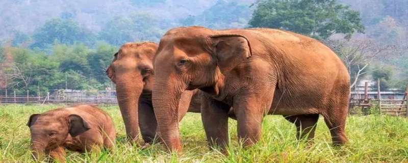 如何保护大象