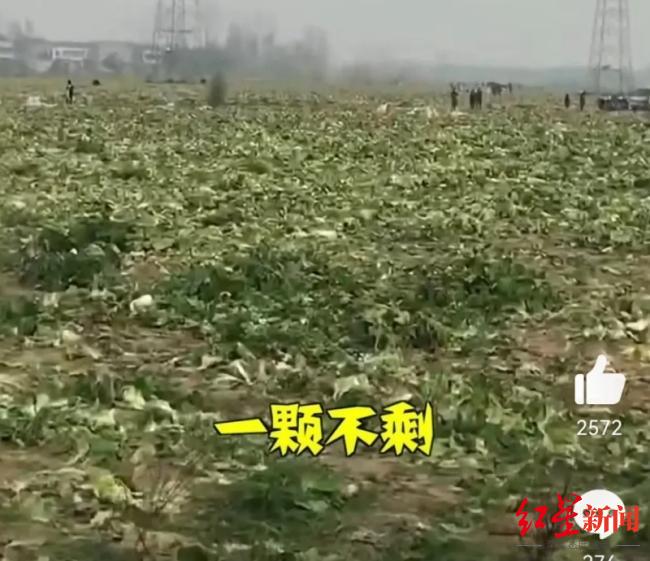 湖北种植户几百亩白菜被偷“一颗不剩”，当地村民：有人拿三轮车全拉走 警方称已处理