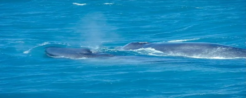 蓝鲸有多长 刚出生的蓝鲸有多长