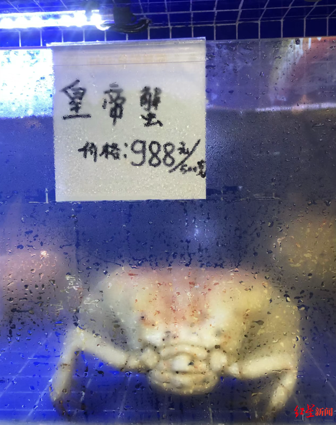 皇帝蟹988元/斤，龙虾588元/斤（一只帝王蟹大约多少斤）