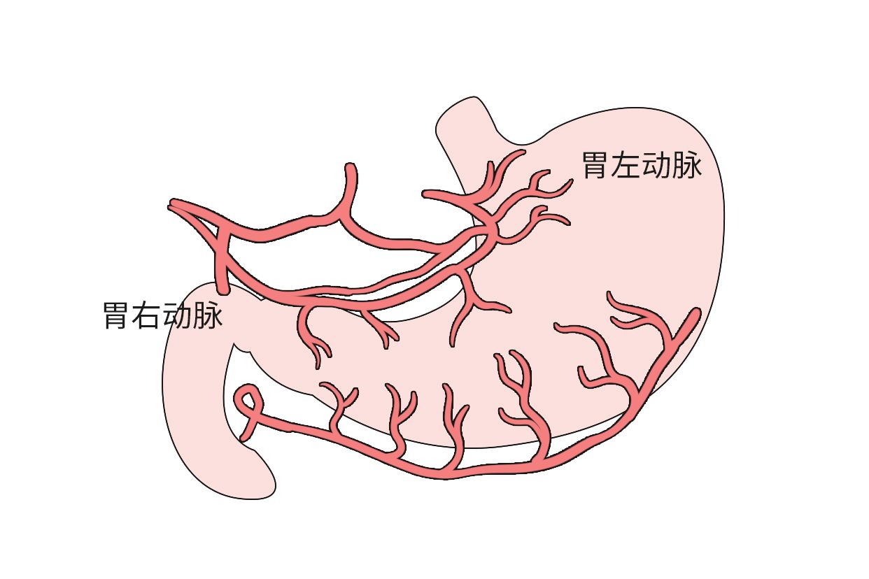 胃血管解剖图高清图 胃血管解剖图高清图解