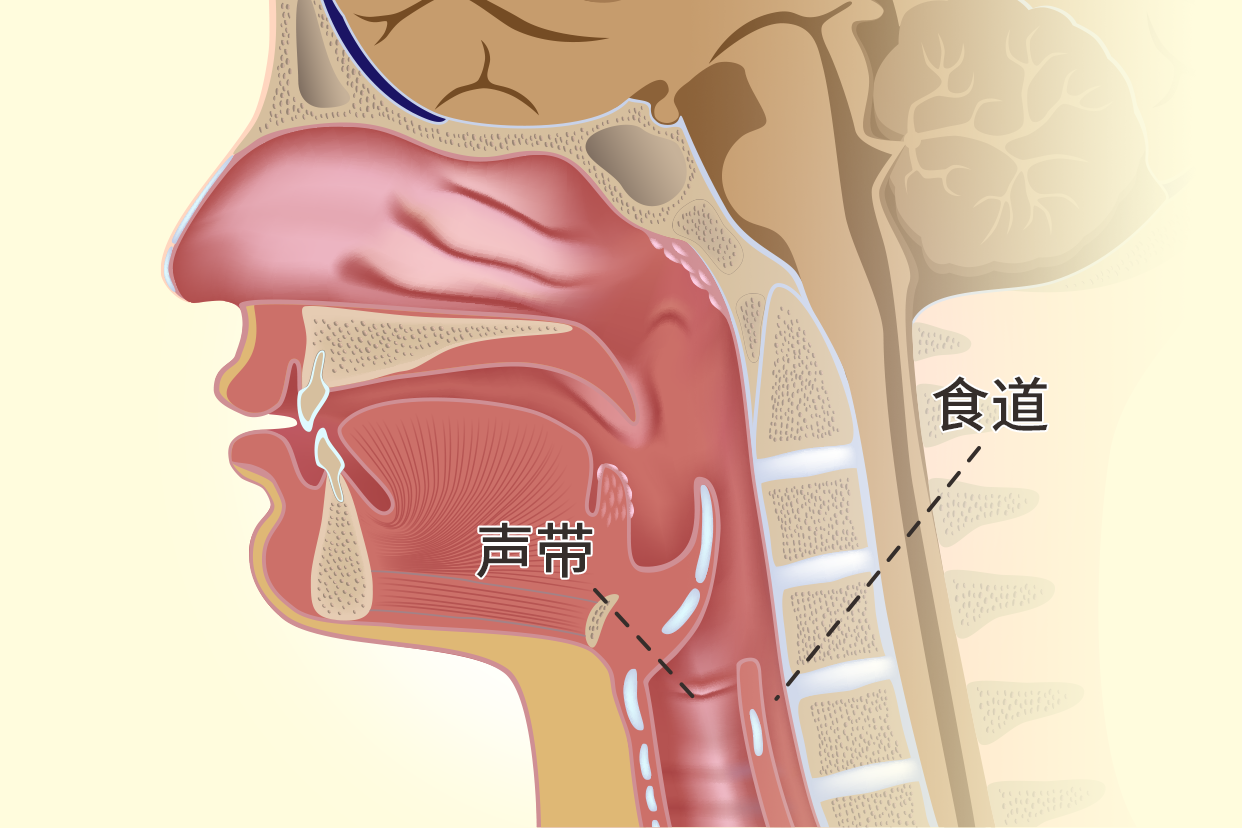 声带与食道气管位置图 食道和声带的位置图
