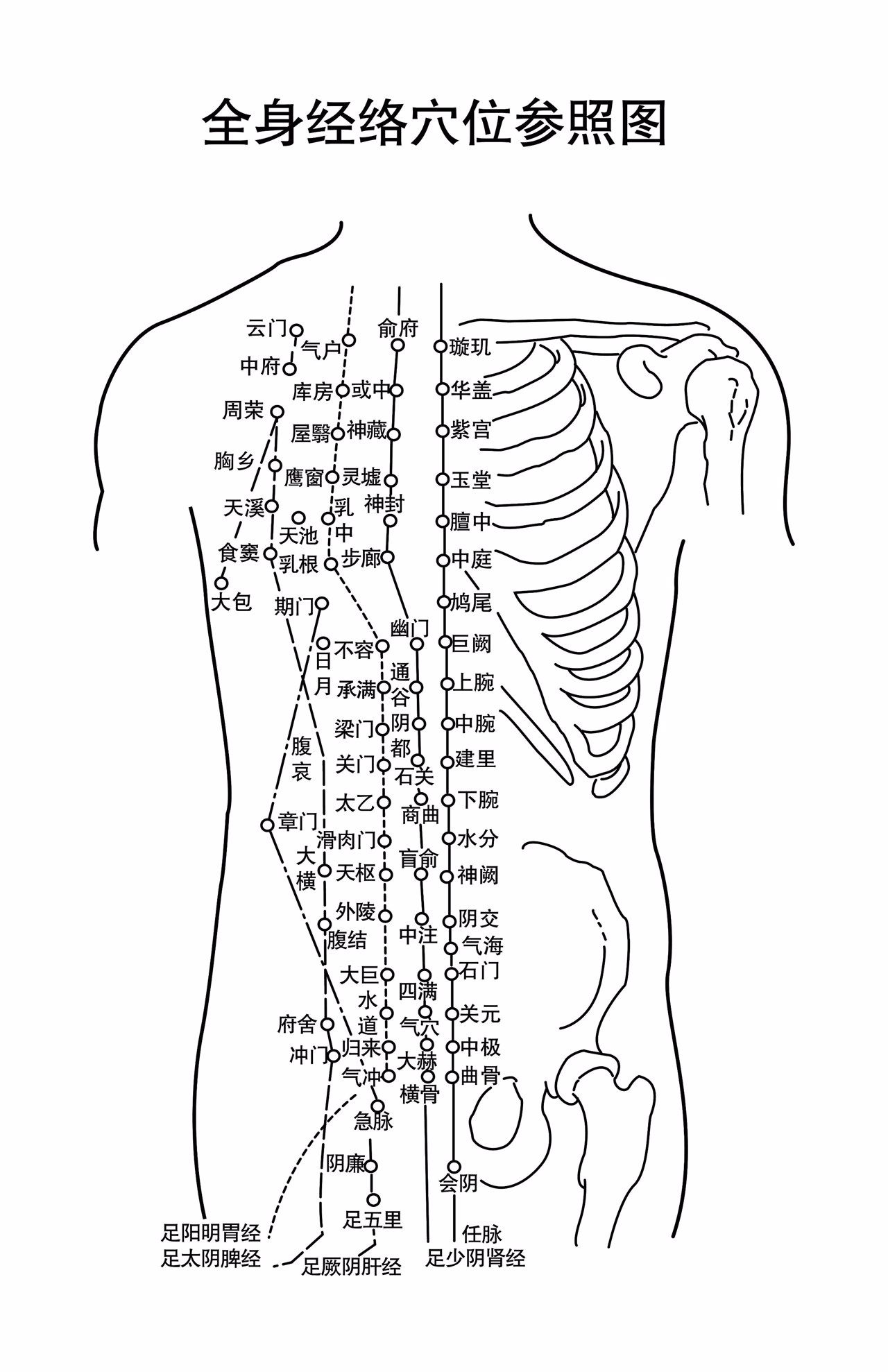 胸部筋络图（胸部六条经络图）