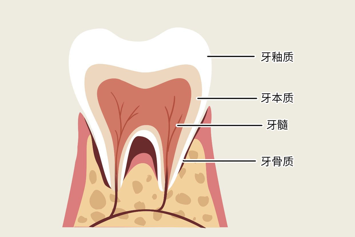 牙骨质牙本质界示意图（牙本质组成）