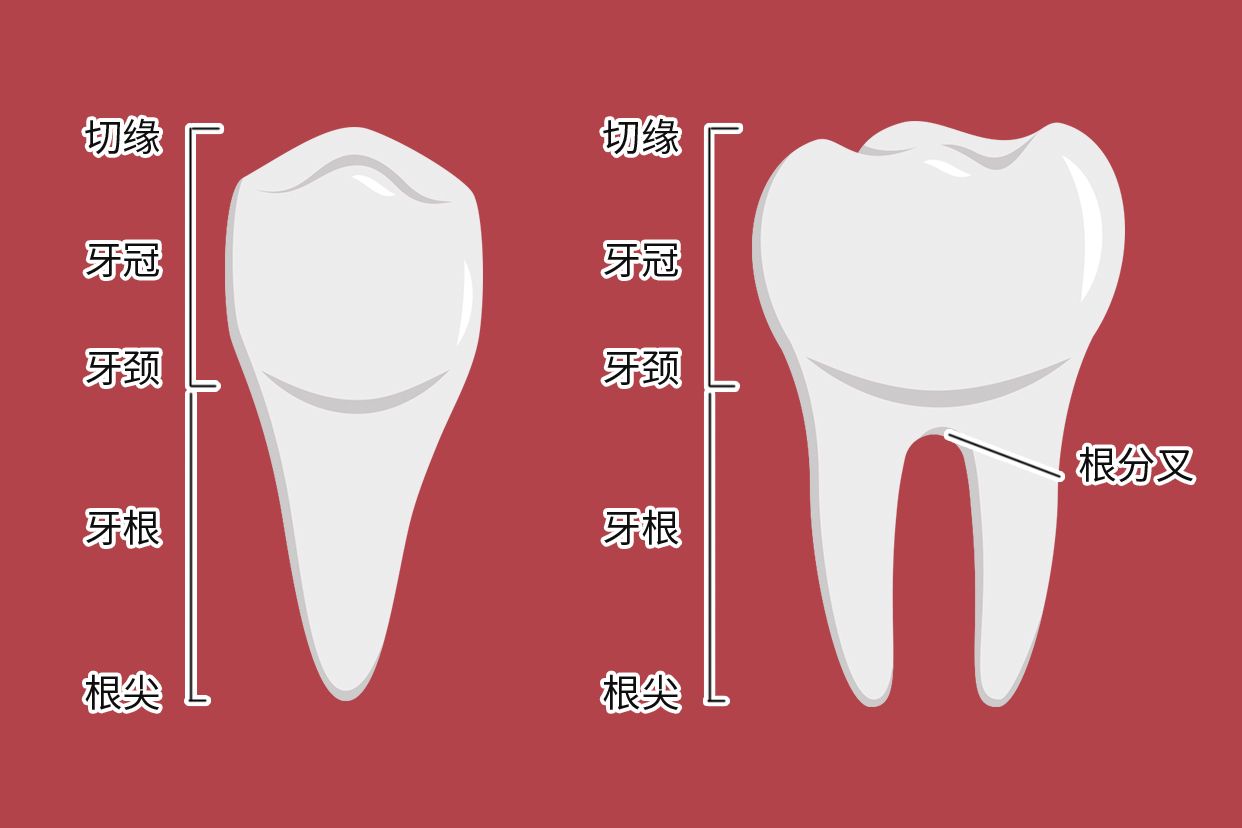 牙根颈三分之一图解 牙齿三个根