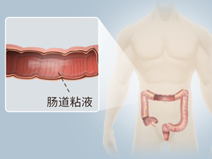 肠壁图片 正常的肠壁图片