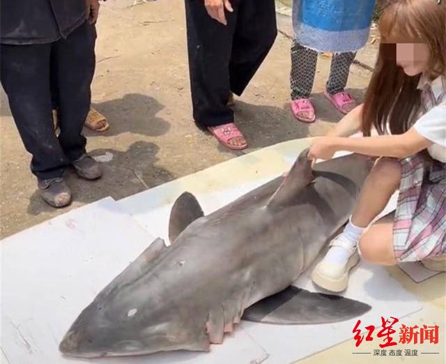 网红博主烹食“噬人鲨”被罚款12.5万元
