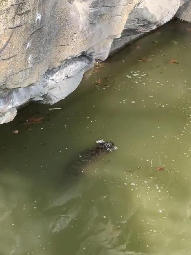 上海动物园通报小老虎意外溺亡：应激跳入水池 未能成功打捞