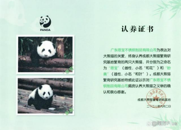 大熊猫和花和叶已被企业认养（熊猫和花和叶是双胞胎吗）