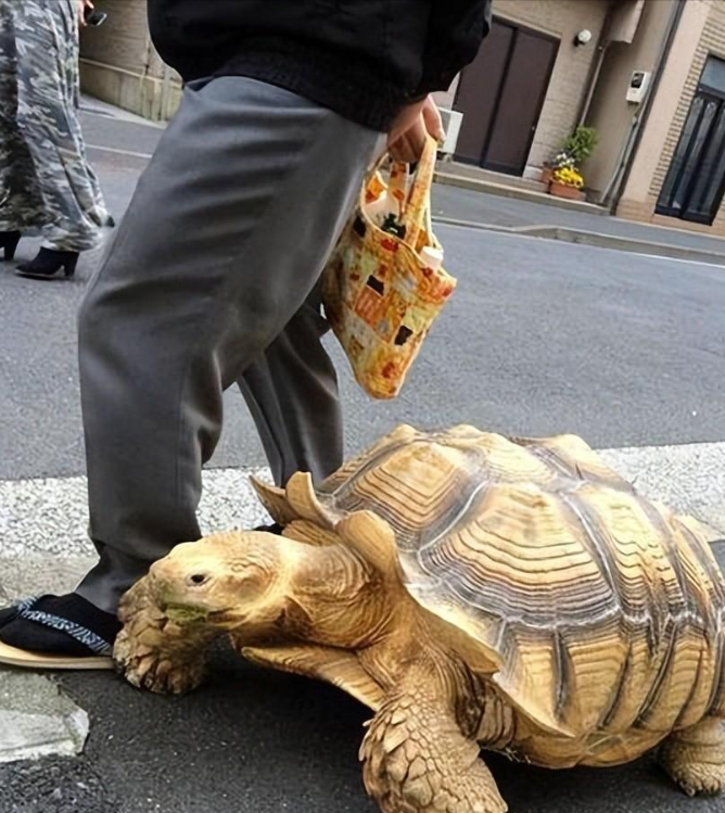 12年男子捡到"只吃菜的乌龟"，养了7年发觉异样，警方把乌龟带走