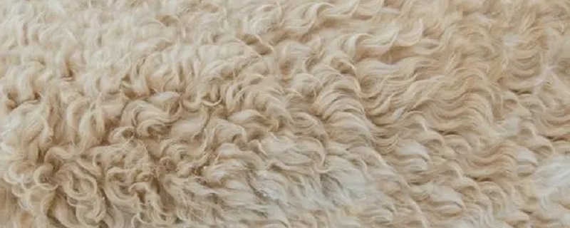 纯羊绒和纯山羊绒区别 真正的纯羊绒不起球
