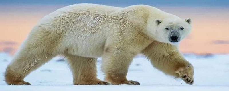 北极熊吃企鹅么（北极熊吃企鹅嘛）