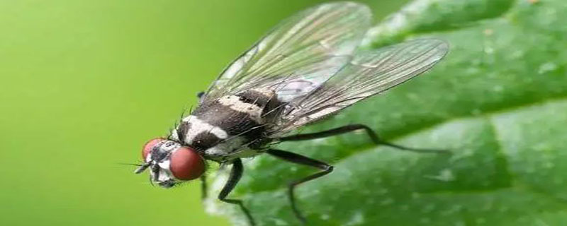 苍蝇有几对足 苍蝇有几对足长在身体的什么部