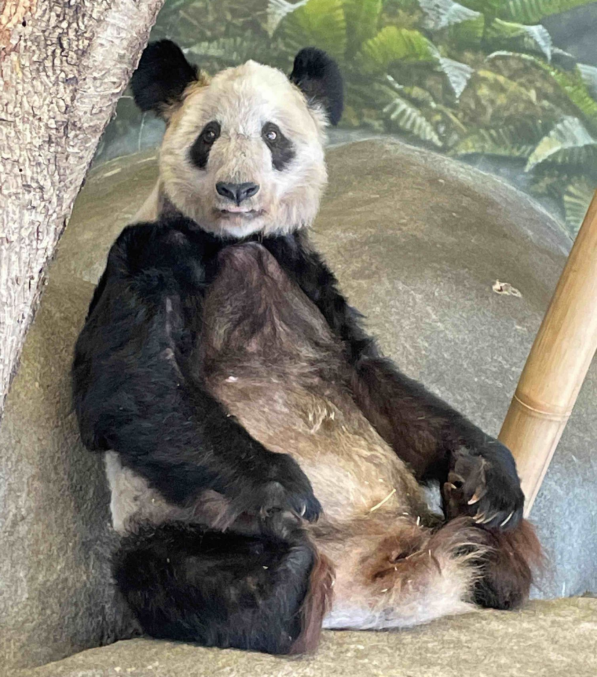 旅美大熊猫“丫丫”将回国，中方团队：体重和健康状态相对平稳