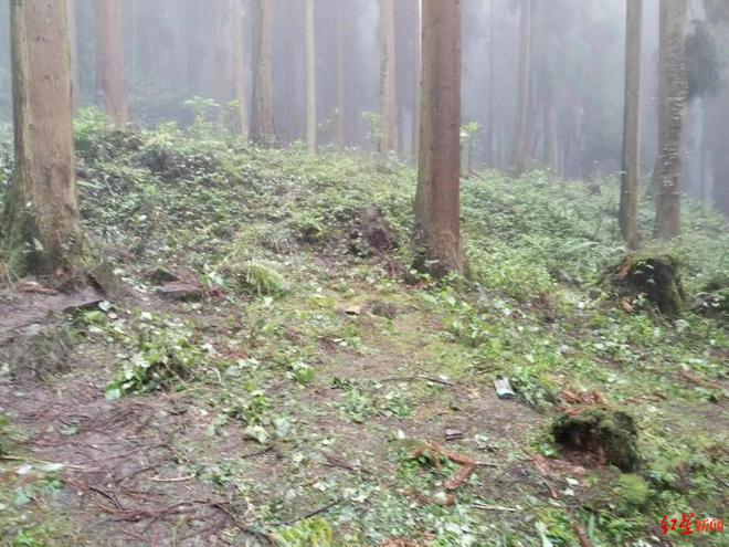 四川什邡林场中3人死亡 警方：死者均为90后来自外地，系服毒自杀