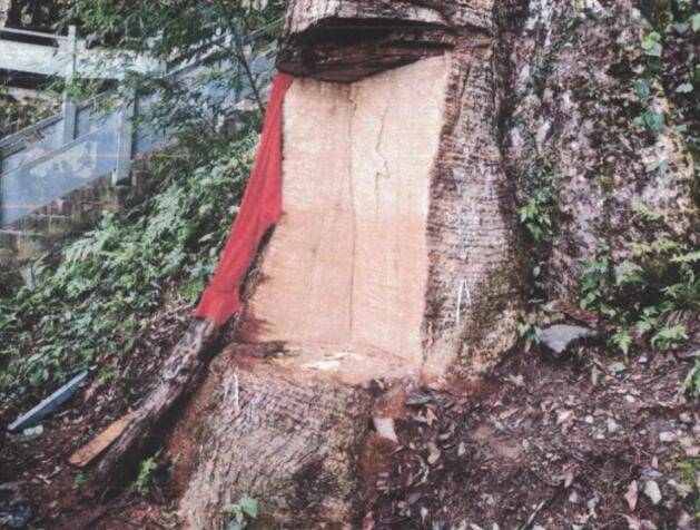 （新华视点）盗伐贩卖古树案追踪：2600年“古楠木王”被毁，500年樟木遭到砍伐……