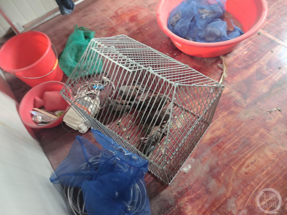杭州一男子家中传出“咕咕”声，民警调查后找到61只野生鸟类个体