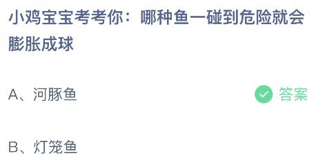 蚂蚁庄园今日答案最新5.25：哪种鱼一碰到危险就会膨胀成球？河豚鱼还是灯笼鱼