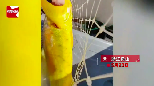 游客钓上野生大黄鱼 市场价过万 网友：海中土豪金