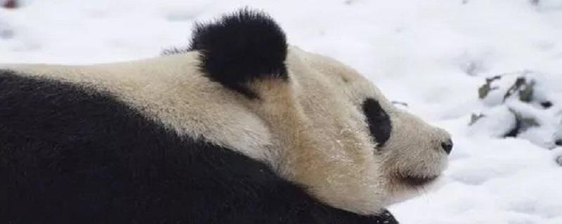 熊猫要冬眠吗