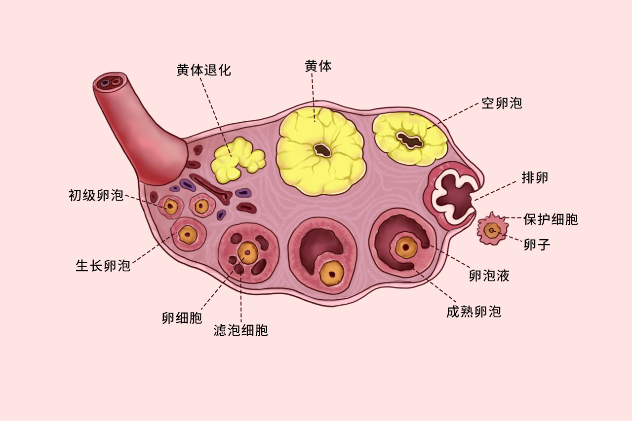 卵细胞不同阶段的组织结构图 卵细胞不同阶段的组织结构图