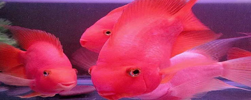 红鹦鹉鱼怎么养 红鹦鹉鱼怎么养容易爆头视频