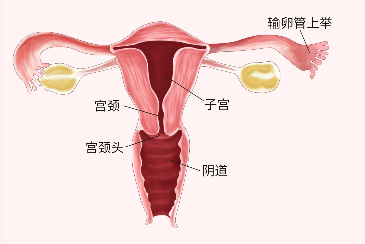 输卵管上举图片位置示意图（输卵管上举的图片）