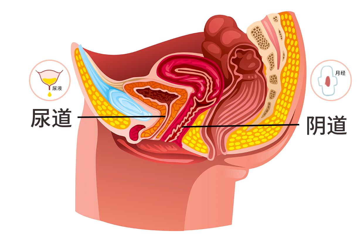 尿道和月经的图解（尿道口和例假是一个地方么）