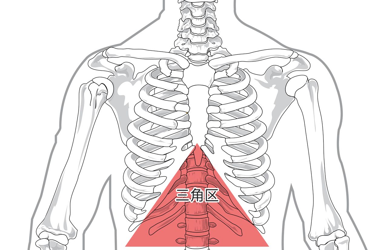 胃最上面三角区结构图（胃最上面三角区疼有可能是心脏病吗）