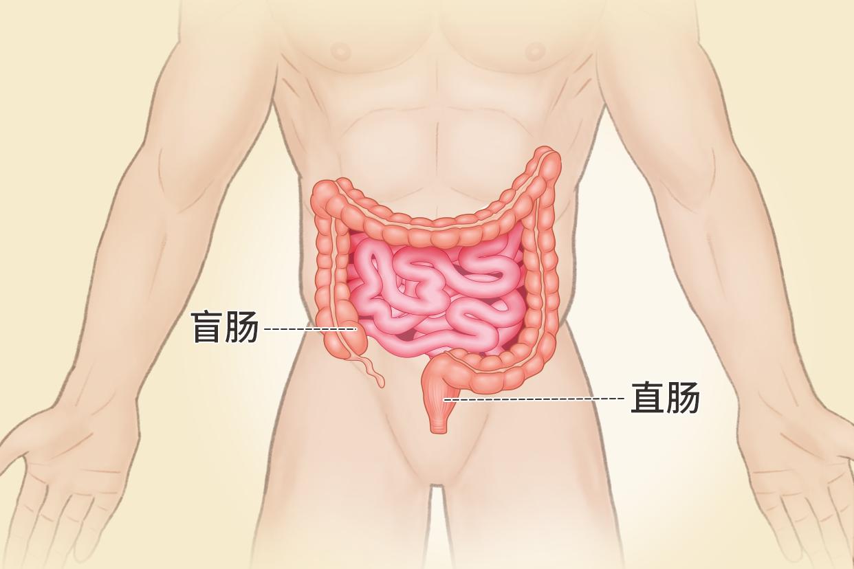 直肠盲肠位置图片 直肠和盲肠的位置