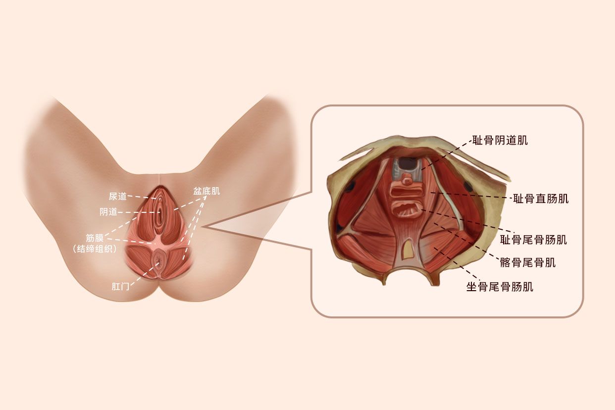 盆底解剖结构图谱（盆底解剖图片）