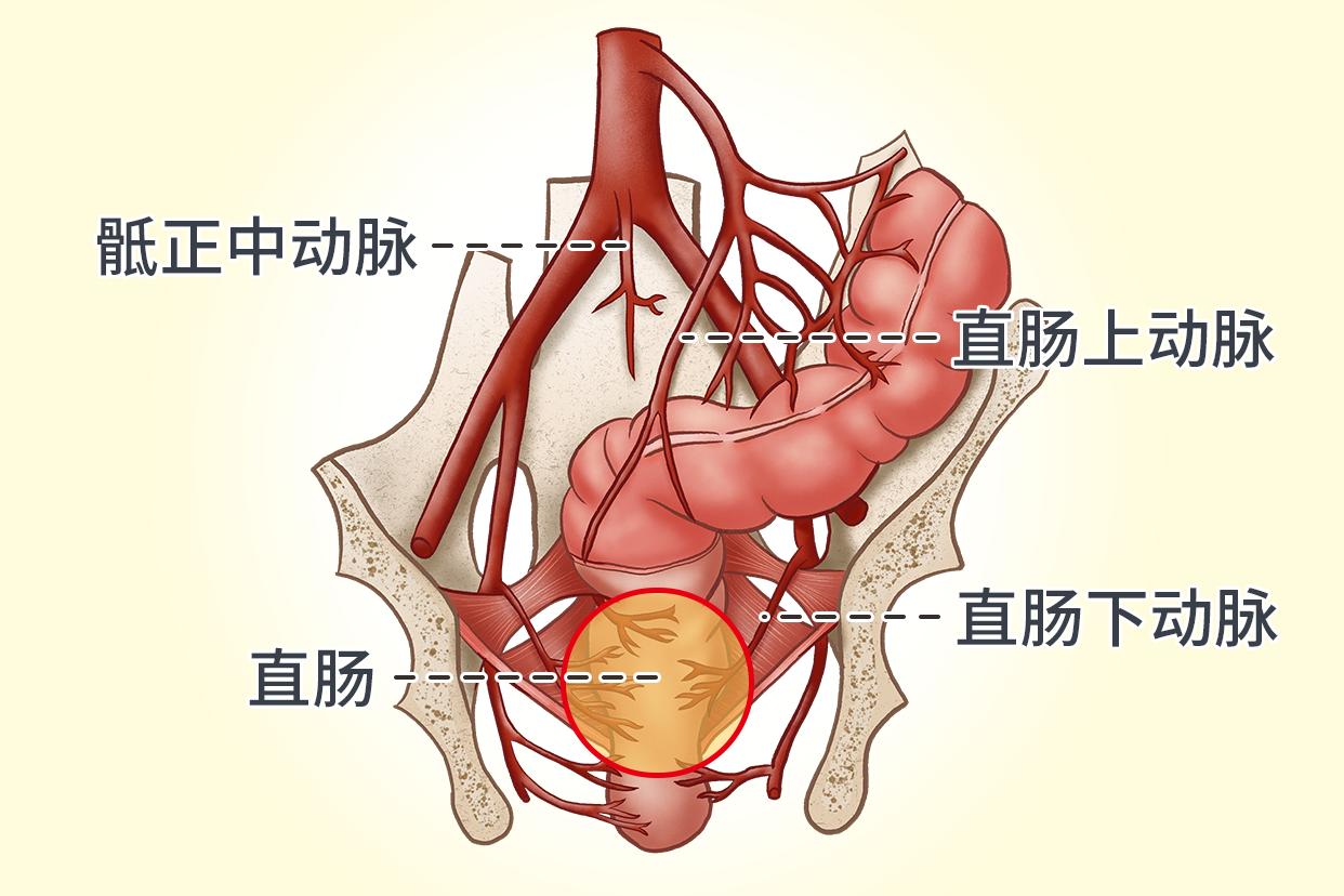 直肠动脉血供应图 直肠的动脉血供来源