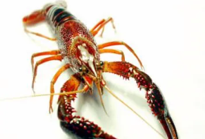 活龙虾怎样存放能活时间长 龙虾离开水可以活多久