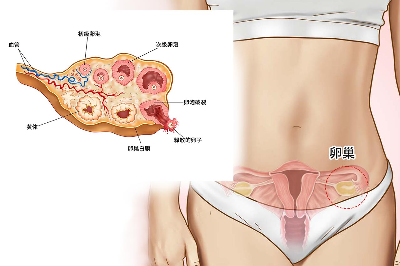 次级卵泡图片