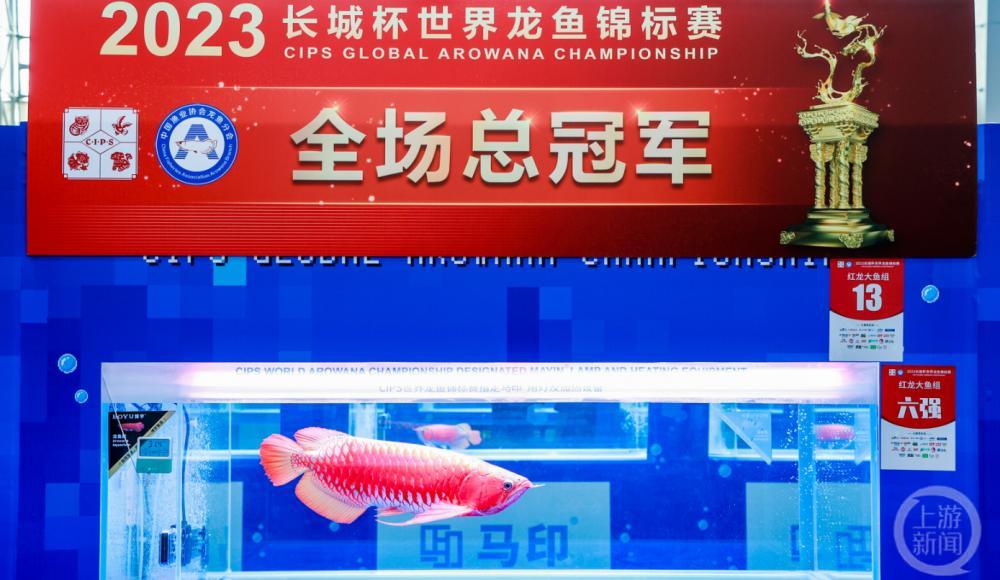 广州龙鱼锦标赛冠军卖出108万天价 广州龙鱼大赛冠军鱼