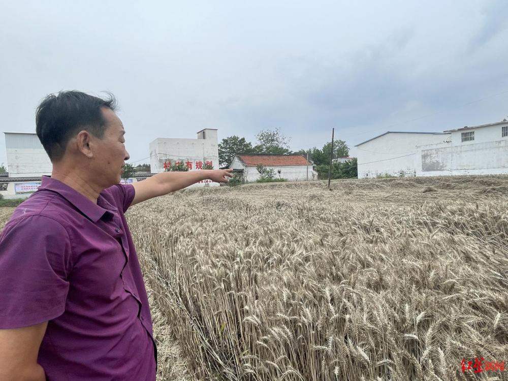 现场直击河南多县“抢收”小麦：人休息机器不休息，工作人员每天值守